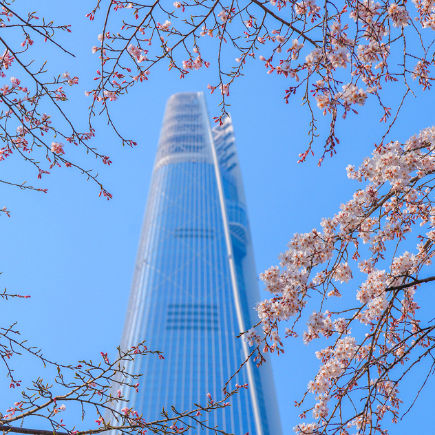 Cherry Blossom in Seoul 2026: Best Spots and What to Eat Nearby - Korea food guide by Woongie