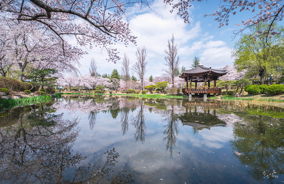 Cherry Blossom in Korea 2026: Top Destinations and When to Go - Korea food guide by Woongie
